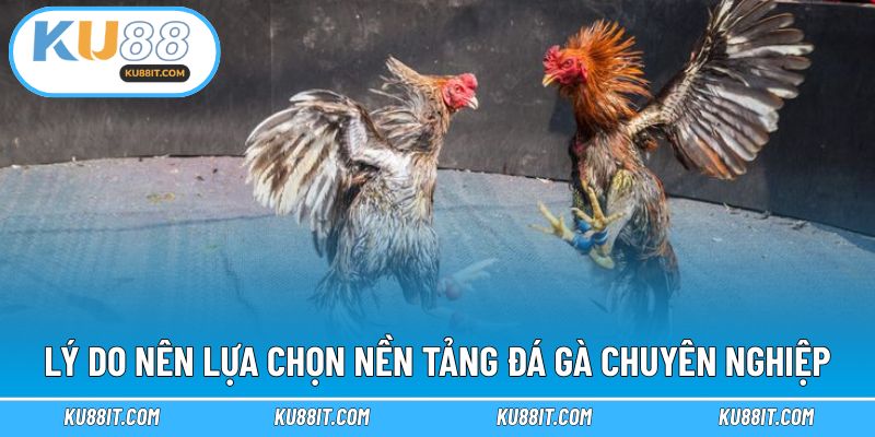 Lý do nên lựa chọn nền tảng đá gà chuyên nghiệp